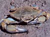 Bluecrab of the Eastern Shore