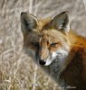 Eastern Red Fox