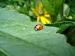 Lady beetle, ladybird beetle aka ladybug