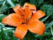 Tiger Lily - more than a flower