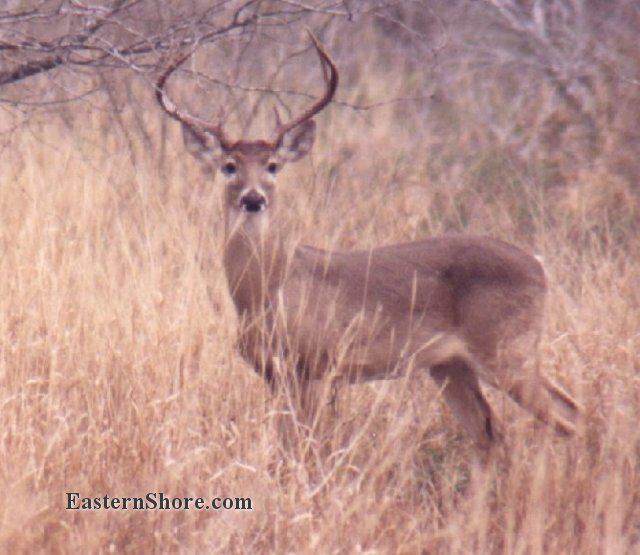 Nice looking whitetail buck - you think?